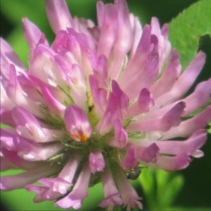 Meet your Posher, Red clover